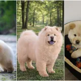 Ne znamo koji je slađi, možete li vi odlučiti? Chow Chow kroz objektiv na&scaron;ih čitatelja