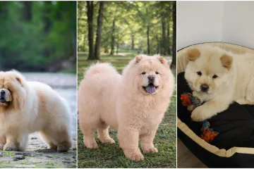 Ne znamo koji je slađi, možete li vi odlučiti? Chow Chow kroz objektiv na&scaron;ih čitatelja