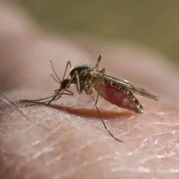 Zabilježena prva žrtva malarije u Sloveniji! Iz Zavoda otkrili gdje se zarazio