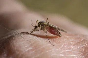 Zabilježena prva žrtva malarije u Sloveniji! Iz Zavoda otkrili gdje se zarazio