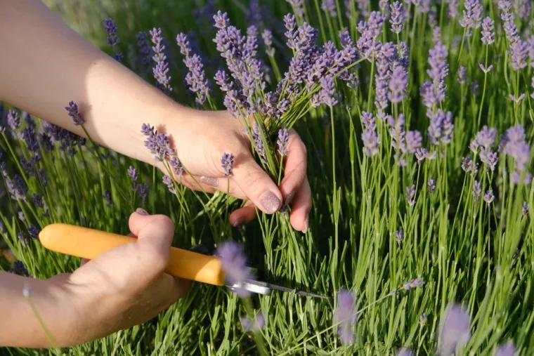 Izbjegnite posljedice lo&scaron;eg održavanja: Lavanda će biti bujnija ako ovo napravite na vrijeme