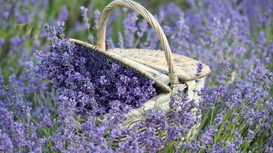 Izbjegnite posljedice lo&scaron;eg održavanja: Lavanda će biti bujnija ako ovo napravite na vrijeme