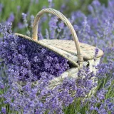 Izbjegnite posljedice lo&scaron;eg održavanja: Lavanda će biti bujnija ako ovo napravite na vrijeme