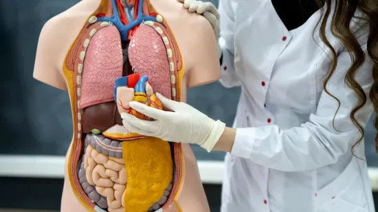[KVIZ] Samo najveći genijalci ljudskog tijela znat će odgovore na ova zahtjevna pitanja