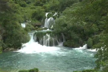 Pro&scaron;irio se Hrvatskom: Ubija sve oko sebe, noćna je mora alergičara i agresivno se brani