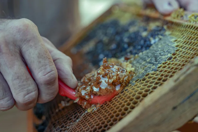 Je li med doista veganski proizvod? Pčelari otkrivaju sve &scaron;to trebate znati