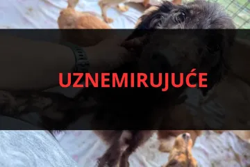 Pronašli 32 mrtva psa, neki bili u frižideru: Smrt vlasnika razotkrila horor na Učki