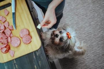 Ovih 30 namirnica otrovno je za pse: Nikad ih ne biste trebali davati svom ljubimcu