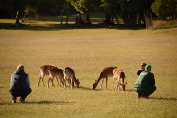 Uhićen biv&scaron;i ravnatelj Brijuna: Na životinje pucao iz pu&scaron;ke s prigu&scaron;ivačem