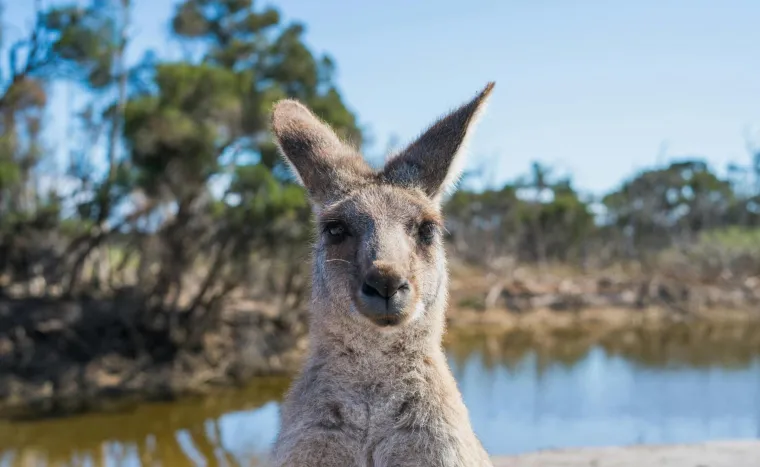 'Klokan vam može rasporiti čovjeka!' Hrvatica otkrila &scaron;to nikako ne smijete napraviti u Australiji
