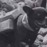 Francuski buldozi 110 godina kasnije