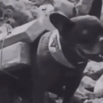Francuski buldozi 110 godina kasnije