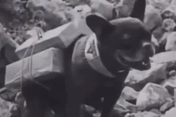 Francuski buldozi 110 godina kasnije