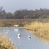 [KVIZ] Svi moraju imati barem četiri točna odgovora na pitanjima o PP Kopački rit