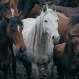 [KVIZ] Konji i njihove pasmine kroz pitanja na kojima mnogi pogrije&scaron;e: Dokaži da zna&scaron; sve
