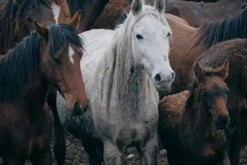 [KVIZ] Konji i njihove pasmine kroz pitanja na kojima mnogi pogrije&scaron;e: Dokaži da zna&scaron; sve