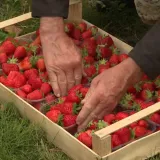 Ako vam je voće skupo, uberite ga sami! Znate li koliko ko&scaron;taju jagode izravno s polja?