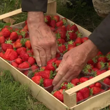 Ako vam je voće skupo, uberite ga sami! Znate li koliko ko&scaron;taju jagode izravno s polja?