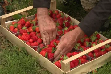 Ako vam je voće skupo, uberite ga sami! Znate li koliko ko&scaron;taju jagode izravno s polja?