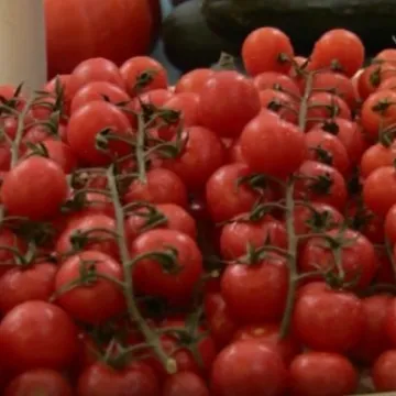 Ki&scaron;a donijela nove probleme poljoprivrednicima u Dalmaciji: &Scaron;to će biti s rajčicama?