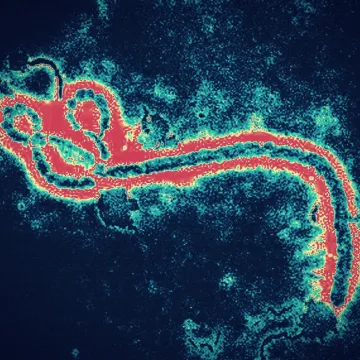 Smrtonosna bolest izaziva strah: 'Duboko sam zabrinut zbog &scaron;irenja epidemije'