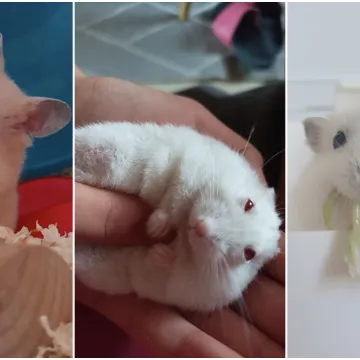Oni su najpopularniji mali kućni ljubimci: Poslali ste nam fotografije va&scaron;ih mezimaca