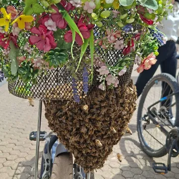 Roj pčela u ko&scaron;arici bicikla iznenadio Zagrepčanku u centru: U pomoć stigao i pčelar
