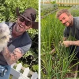 David Beckham obožava selo: Pogledajte kako vadi luk iz vrta, baca fore i mazi koko&scaron;i