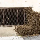 &Scaron;to se događa u Zagrebu? Pogledajte ove slike: Nakon bicikla, pčele 'napale' i podrum!
