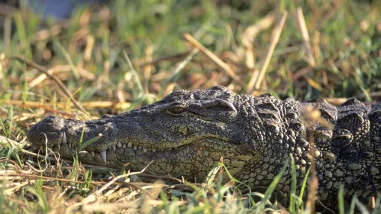 Supružnici ubijeni u turističkom raju: Njihova tijela su bacili u rijeku s krokodilima