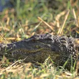 Supružnici ubijeni u turističkom raju: Njihova tijela su bacili u rijeku s krokodilima