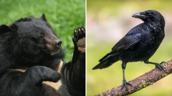 [KVIZ] Otkrij koliko poznaje&scaron; fascinantni svijet crnih životinja