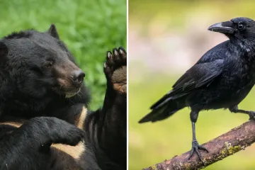 [KVIZ] Otkrij koliko poznaje&scaron; fascinantni svijet crnih životinja