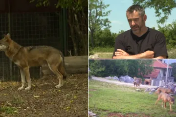 Čopor vukova sije strah u Bukovici: 'Ostane mu samo glava i kostur. Pojedu ih cijele'