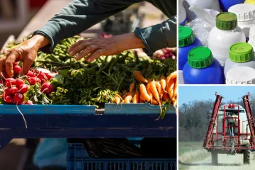 Pesticidi s crnog trži&scaron;ta zavr&scaron;avali na poljima: Otkrivamo koliko hrane pada na testovima