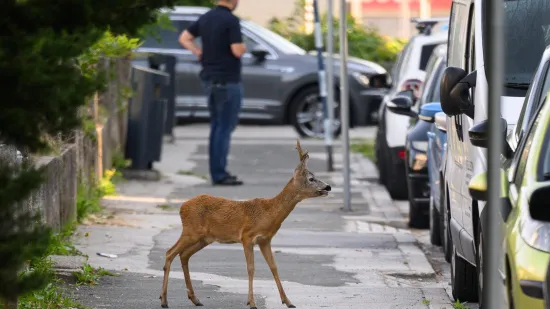 Srndać zalutao u riječku bolnicu pa ga uhvatila panika: Spa&scaron;en brzom reakcijom