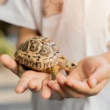 Želite kornjaču za kućnog ljubimca? Sve &scaron;to morate znati prije odluke