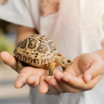 Želite kornjaču za kućnog ljubimca? Sve &scaron;to morate znati prije odluke