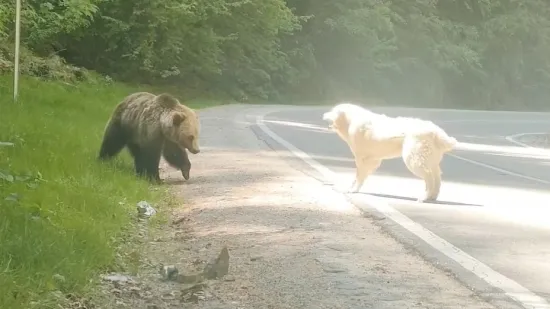 Oči u oči sa zvijeri: Snimio je ishod bitke između neustra&scaron;ivog psa i medvjeda!