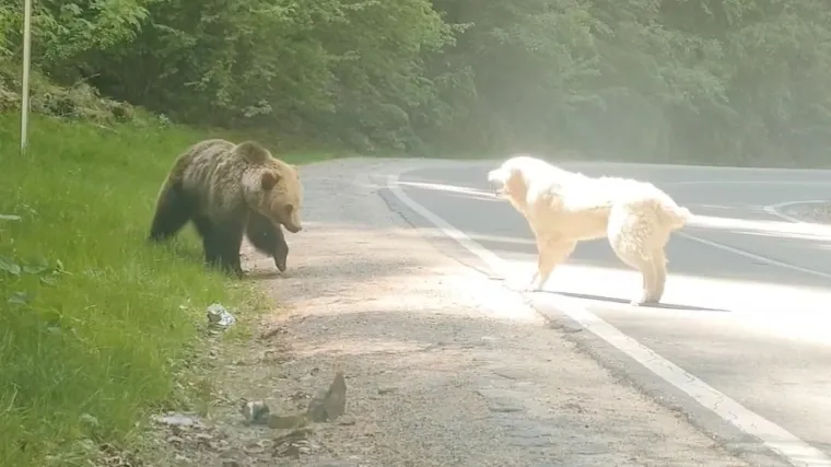 Oči u oči sa zvijeri: Snimio je ishod bitke između neustra&scaron;ivog psa i medvjeda!