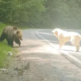 Oči u oči sa zvijeri: Snimio je ishod bitke između neustra&scaron;ivog psa i medvjeda!