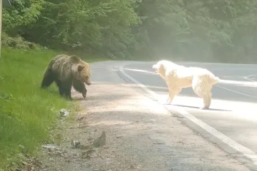 Oči u oči sa zvijeri: Snimio je ishod bitke između neustra&scaron;ivog psa i medvjeda!
