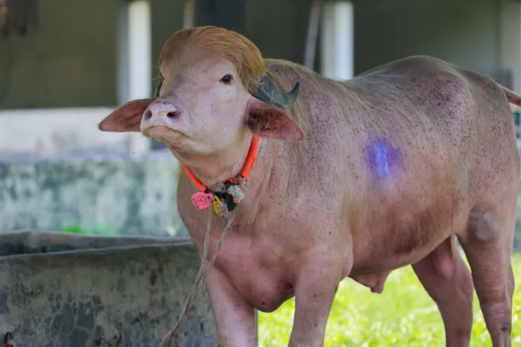 Ovo je albino bik 'Donald Trump' i u zadnji čas je izbjegao klanje na Kurban bajram
