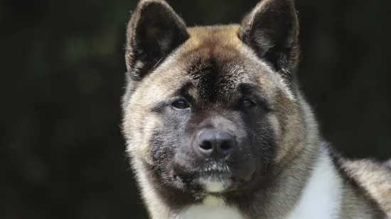 Akita u Drni&scaron;u napala i ozlijedila policijskog psa: Vlasnik uhićen