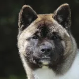 Akita u Drni&scaron;u napala i ozlijedila policijskog psa: Vlasnik uhićen