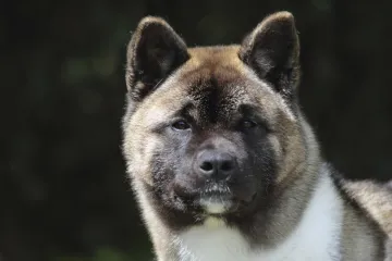 Akita u Drni&scaron;u napala i ozlijedila policijskog psa: Vlasnik uhićen