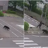 Medvjed ozlijedio četvero ljudi: Procurile snimke napada, građanima izdano upozorenje