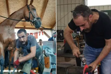 Zastra&scaron;ujuće: Kobila jednim udarcem ubila čovjeka! Profesorica s Veterine: 'Ovo je tragično'