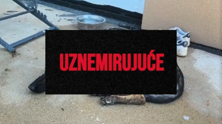 Vatrogasac (21) u Rovinju mučenjem ubio dva psa! Zapovjednik: 'Udaljili smo ga iz službe'