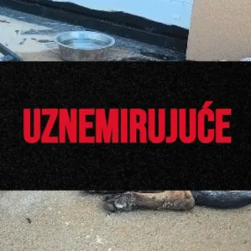 Vatrogasac (21) u Rovinju mučenjem ubio dva psa! Zapovjednik: 'Udaljili smo ga iz službe'